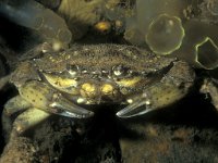 Carcinus maenas 14, Strandkrab, Saxifraga-Eric Gibcus