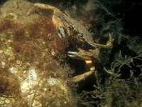 Carcinus maenas 15, Strandkrab, Saxifraga-Eric Gibcus