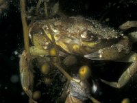 Carcinus maenas 17, Strandkrab, Saxifraga-Eric Gibcus