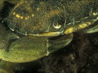 Carcinus maenas 32, Strandkrab, Saxifraga-Eric Gibcus