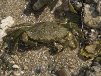 Carcinus maenas 36, Strandkrab, Saxifraga-Willem van Kruijsbergen