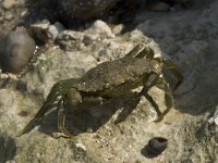 Carcinus maenas 38, Strandkrab, Saxifraga-Willem van Kruijsbergen