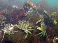 Carcinus maenas 50, Strandkrab, Saxifraga-Tom Heijnen