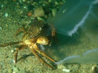 Carcinus maenas 6, Strandkrab, Saxifraga-Eric Gibcus