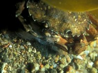 Carcinus maenas 7, Strandkrab, Saxifraga-Eric Gibcus