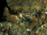 Carcinus maenas 8, Strandkrab, Saxifraga-Eric Gibcus