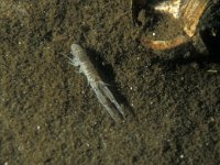 Corophium volutator