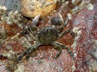 Hemigrapsus sanguineus 1, Blaasjeskrab, Foto Fitis-Sytske Dijksen