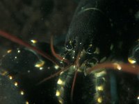 Homarus gammarus 1, Europese zeekreeft, Saxifraga-Eric Gibcus