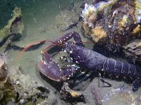 Homarus gammarus 15, Europese zeekreeft, Saxifraga-Tom Heijnen