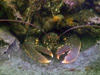Homarus gammarus 22, Europese zeekreeft, Saxifraga-Tom Heijnen