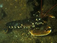 Homarus gammarus 4, Europese zeekreeft, Saxifraga-Eric Gibcus