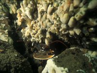 Homarus gammarus 5, Europese zeekreeft, Saxifraga-Eric Gibcus