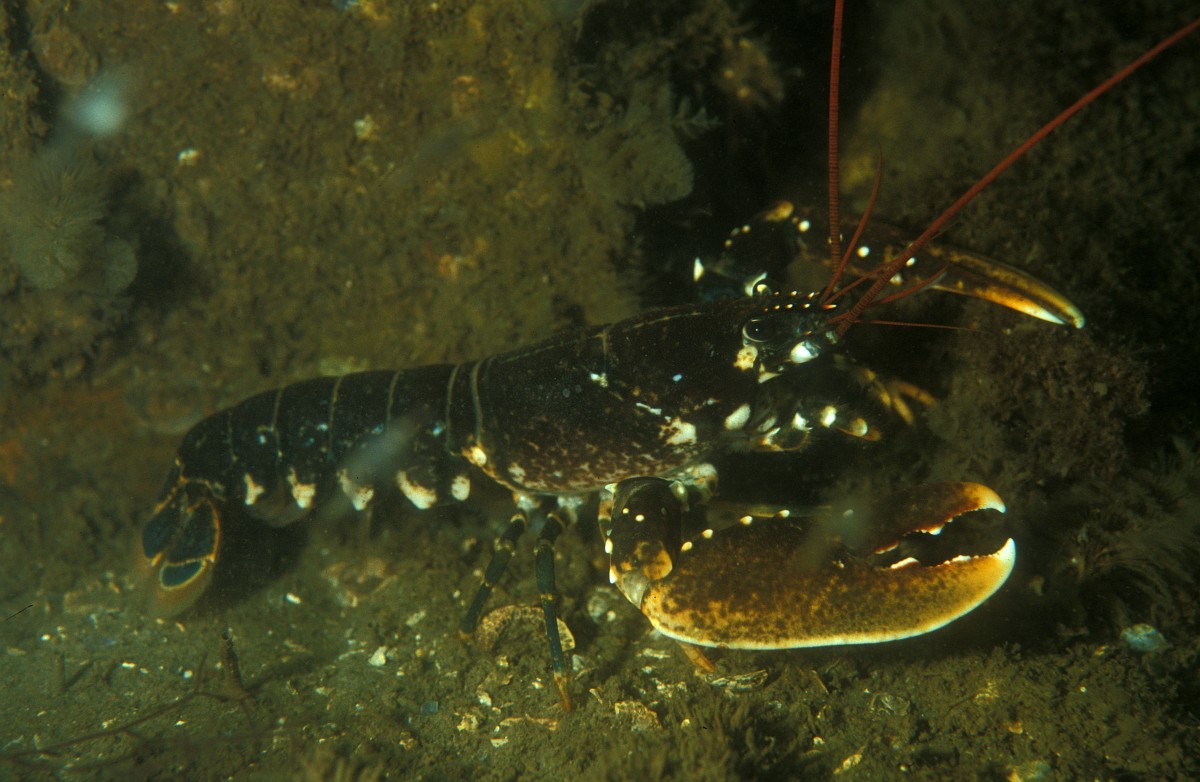 Homarus gammarus