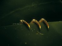 Hyas araneus 1, Gewone spinkrab, Saxifraga-Eric Gibcus