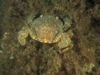 Liocarcinus arcuatus, Arch-fronted Swimming Crab