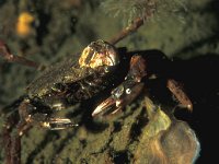 Liocarcinus holsatus 2, Gewone zwemkrab, Saxifraga-Eric Gibcus