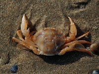 Liocarcinus holsatus 5, Gewone zwemkrab, Saxifraga-Willem van Kruijsbergen