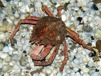 Lithodes maja 1, Augustinuskrab, Foto Fitis-Sytske Dijksen