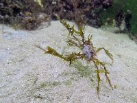 Macropodia rostrata 10, Gewone hooiwagenkrab, Saxifraga-Tom Heijnen