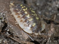 Oniscus asellus 01 #06111 : Oniscus asellus, Armadillo bug, Kelderpissebed