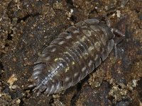 Oniscus asellus #05049 : Oniscus asellus, Armadillo bug, Kelderpissebed