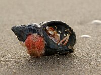 Pagurus bernhardus 16, Gewone heremietkreeft, changing shell, Saxifraga-Foto Fitis-Sytske Dijksen