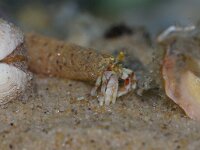 Pagurus bernhardus 19, Grote heremietkreeft in Lagis koren, Saxifraga-Foto Fitis-Sytske Dijksen
