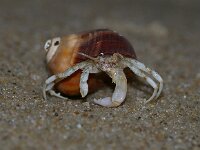 Pagurus bernhardus 25, Grote heremietkreeft, Saxifraga-Foto Fitis-Sytske Dijksen