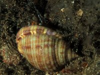 Pagurus prideaux 3, Anemoon-heremietkreeft, Saxifraga-Eric Gibcus