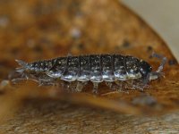 Philoscia muscorum #11062 : Philoscia muscorum, Fast woodlouse, Mospissebed