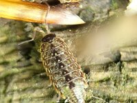 Philoscia muscorum 5, Mospissebed, Saxifraga-Ben Delbaere