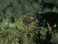Pilumnus hirtellus 1, Ruig krabbetje, Saxifraga-Eric Gibcus