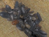 Porcellio scaber 02 #13936 : Porcellio scaber, Rough woodlouse, Ruwe pissebed