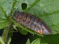 Porcellio scaber #09468 : Porcellio scaber, Rough woodlouse, Ruwe pissebed