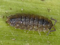 Porcellio scaber #09537 : Porcellio scaber, Rough woodlouse, Ruwe pissebed