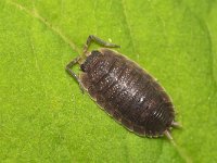 Porcellio scaber 19, Saxifraga-Tom Heijnen