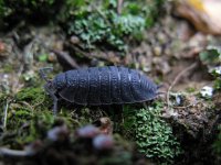 Porcellio scaber 3, Saxifraga-Rutger Barendse