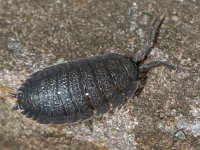 Porcellio scaber 01 #10081 : Porcellio scaber, Rough woodlouse, Ruwe pissebed