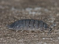 Porcellio scaber 01 #10089 : Porcellio scaber, Rough woodlouse, Ruwe pissebed