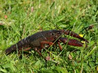 Procambarus clarkii 1, Rode Amerikaanse rivierkreeft, Saxifraga-Rudmer Zwerver