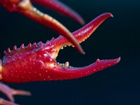 Procambarus clarkii 10, Rode Amerikaanse rivierkreeft, Saxifraga-Luc Hoogenstein