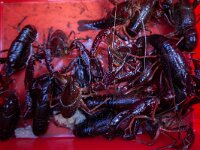 Procambarus clarkii 3, Rode Amerikaanse rivierkreeft, Saxifraga-Luc Hoogenstein