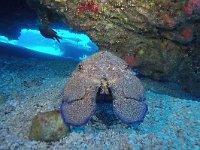 Scyllarides latus, Mediterranean slipper lobster