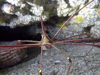 Stenorhynchus lanceolatus, Arrow crab