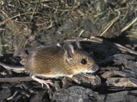 Apodemus sylvaticus, Wood Mouse