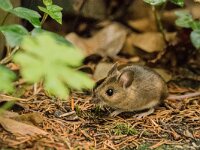 Apodemus sylvaticus 27, Bosmuis, adult, Bennekom, Saxifraga-Theo Verstrael