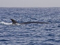 Balaenoptera borealis, Sei Whale