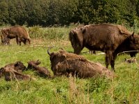 Bison bonasus, European Wisent