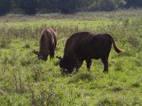 Bison bonasus 21, Wisent, Saxifraga-Jan Nijendijk